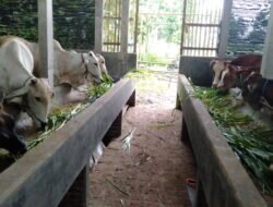 Mengenal Komunitas Usaha Peternak Sapi di Desa Tanjungrejo Margoyoso Pati