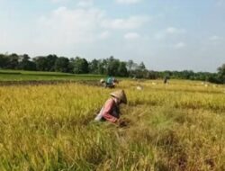 Petani Di Banyudono Boyolali,keluhkan Harga Padi Yang Anjlok Kepada Dinas Terkait.