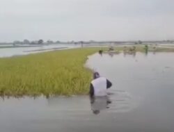 Enam Kecamatan Di Wilayah Kabupaten Pati Jateng Terdampak Banjir.