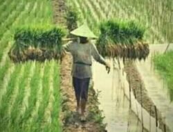 Senopati Rempah Nusantara Wujudkan Visi Indonesia Sebagai Lumbung Pangan Dan Penghasil Rempah-Rempah Terbesar Di Dunia.