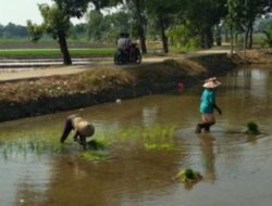Kudus Mendapatkan Alokasi Program Asuransi Tanaman Padi Seluas 1.000 Hektar, Melalui Program AUTP.