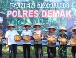 Dukung Ketahanan Pangan Nasional,Kapolres Demak Pimpin Langsung Panen Jagung.