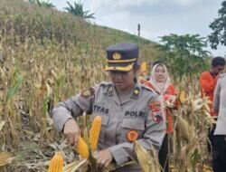 Dukung Program Ketahanan Pangan,Polresta Pati Bersama Warga Beketel Kayen Lakukan Panen Raya Jagung.
