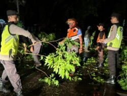 Polres Demak Bersama Instansi Terkait , Gerak Cepat Evakuasi Empat Pohon Tumbang Yang  Ganggu Lalulintas.