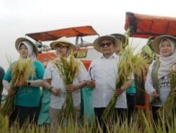 Plt Bupati Pati Risma Ardhi Chandra Bersama Firman Soebagyo Anggota Komisi lV DPR RI Ikuti Panen Raya Padi Di  Kecamatan Winong Pati.