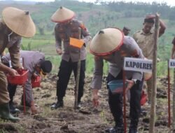 Dukung Swasembada Pangan Kapolres Demak Bersama Petani Serentak  Melakukan Penanaman Jagung Di  Karangawen.